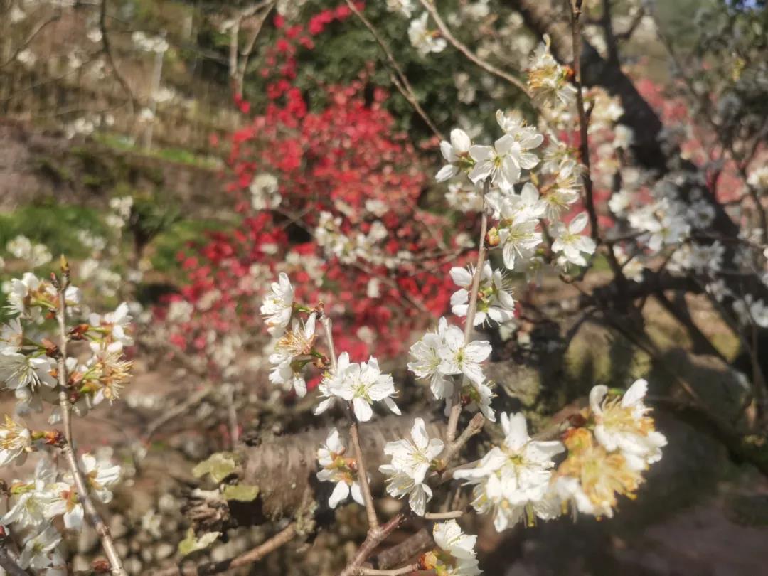 开元体育官方网站：春天的正确打开方式，四美盛山植物园赏海棠！(图3)