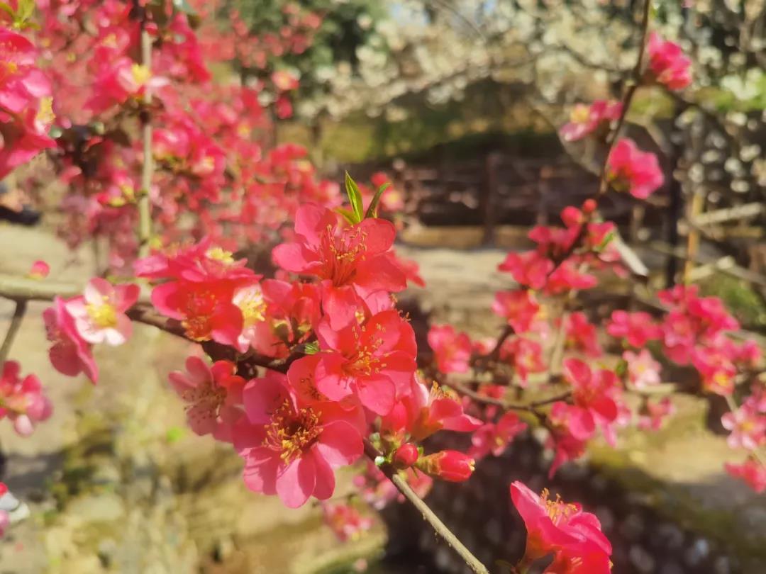 开元体育官方网站：春天的正确打开方式，四美盛山植物园赏海棠！(图4)