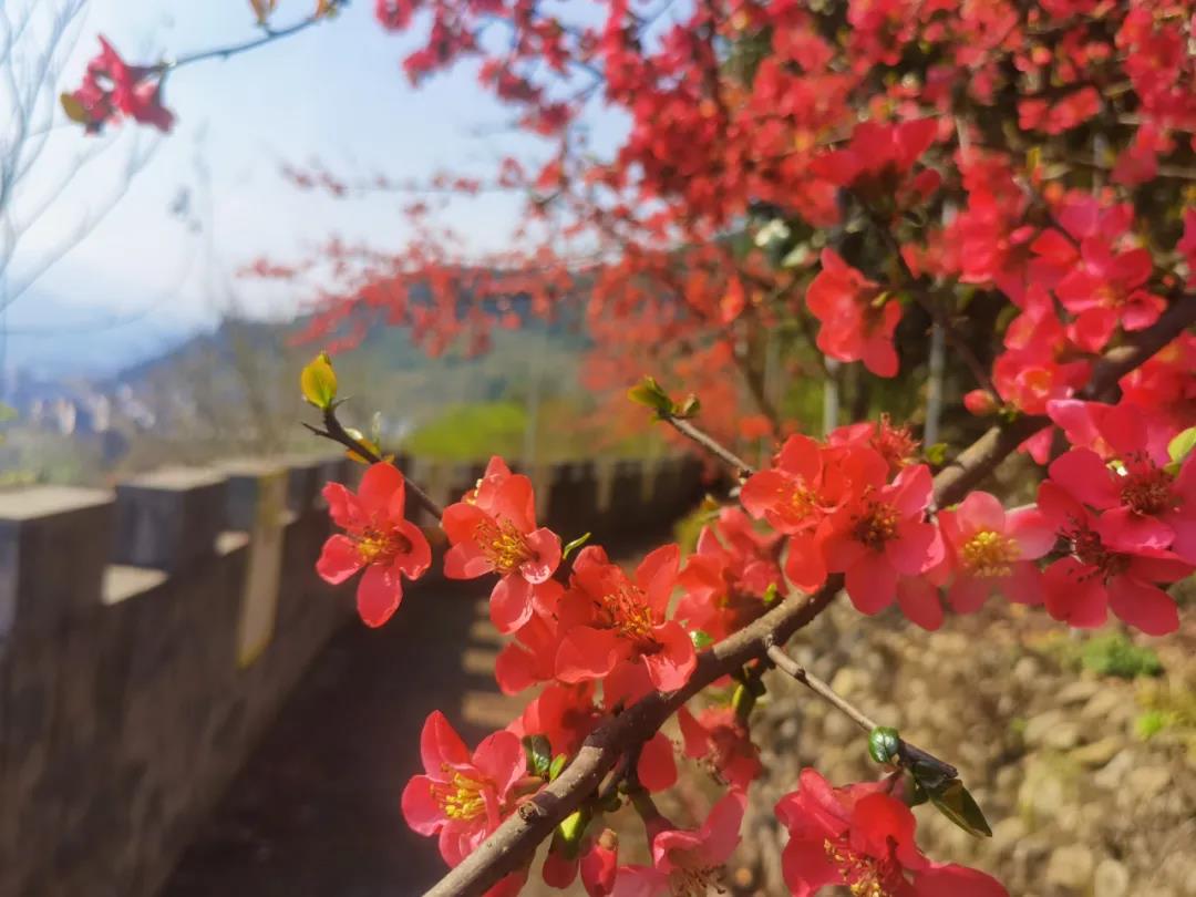 开元体育官方网站：春天的正确打开方式，四美盛山植物园赏海棠！(图5)