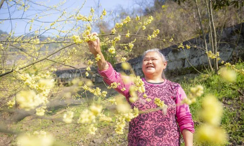 雷火电竞首页：盘点开州有哪些赏花的好去处！海棠玉兰、山胡椒樱桃花...(图4)