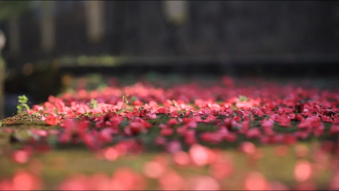 盘点开州有哪些赏花的好去处！海棠玉兰、山胡椒樱桃花...：HQ环球官方网站(图2)