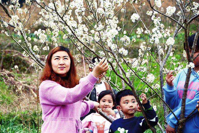 【银河welcome娱乐网站】临江三星村的200多亩樱桃花开了！想去赏花的可以安排一下了(图1)