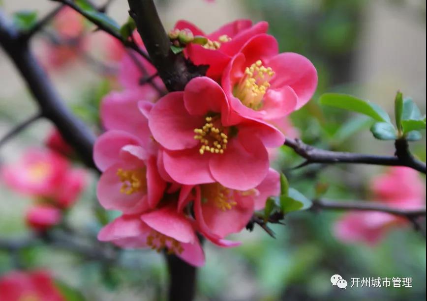 Kaiyun官方网：在这“色彩缤纷”的季节里，一起去滨湖公园踏青赏花吧！(图2)