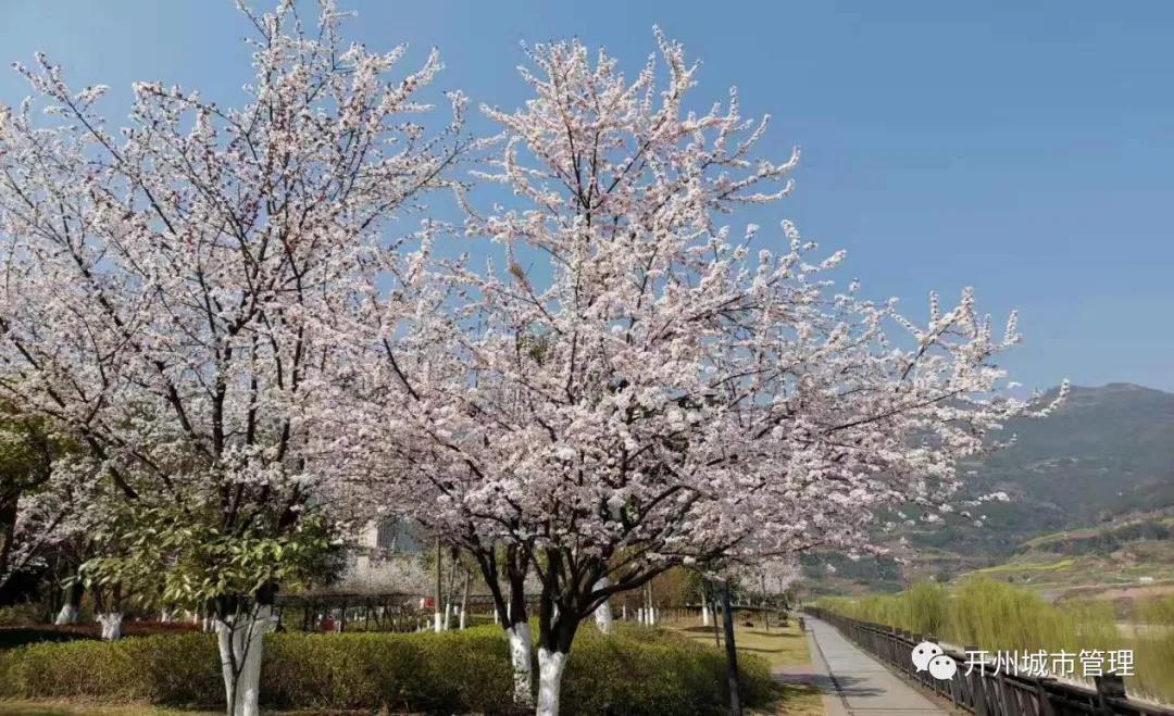 Kaiyun官方网：在这“色彩缤纷”的季节里，一起去滨湖公园踏青赏花吧！(图4)