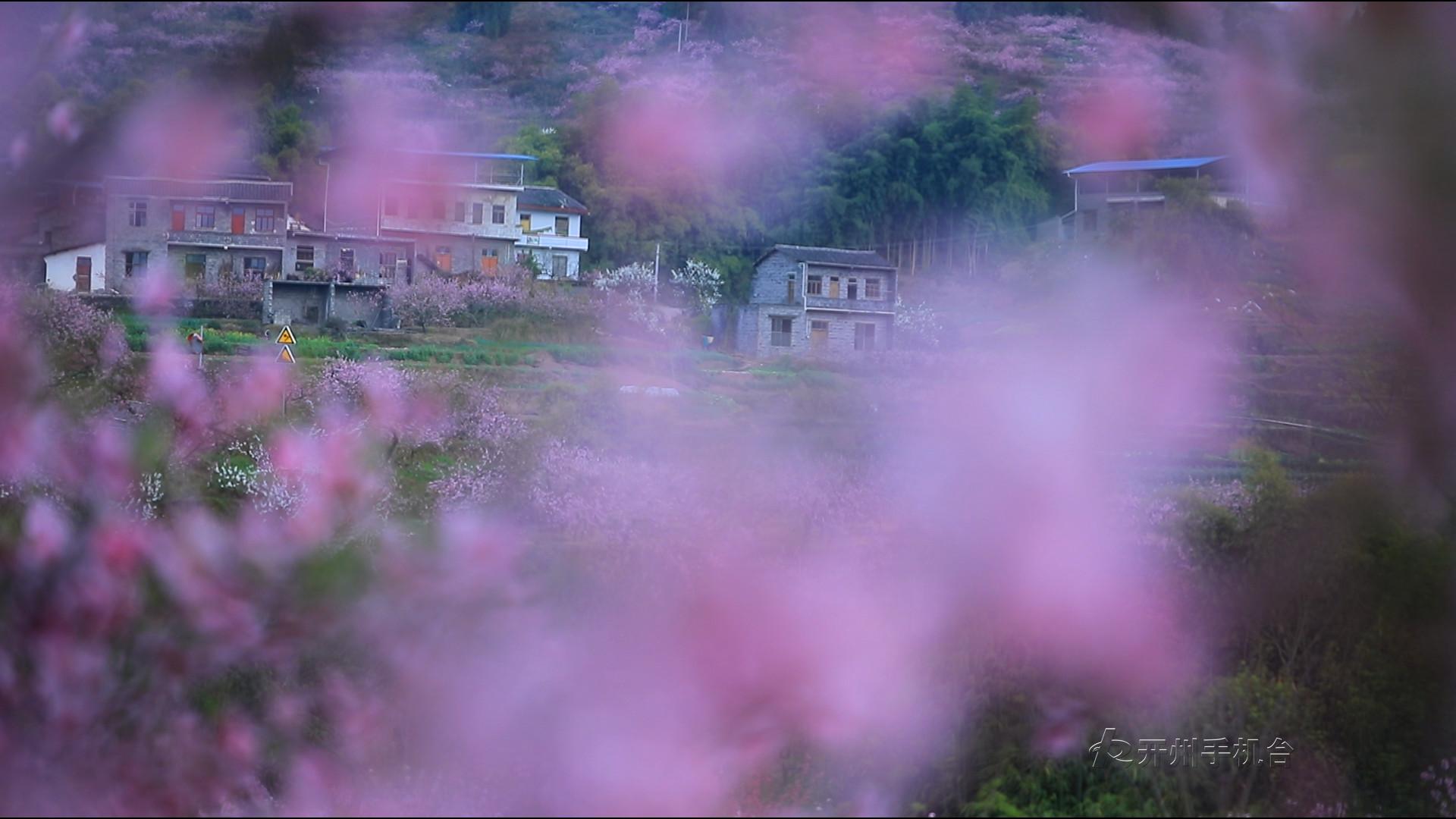 泛亚电竞官网-送你漫山遍野小红花，开州这个地方带你感受春的气息(图2)