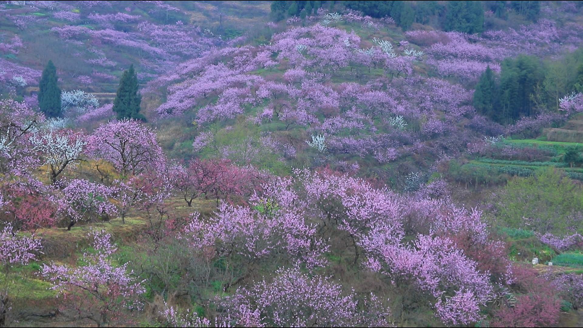 送你漫山遍野小红花，开州这个地方带你感受春的气息_半岛官方下载地址(图7)