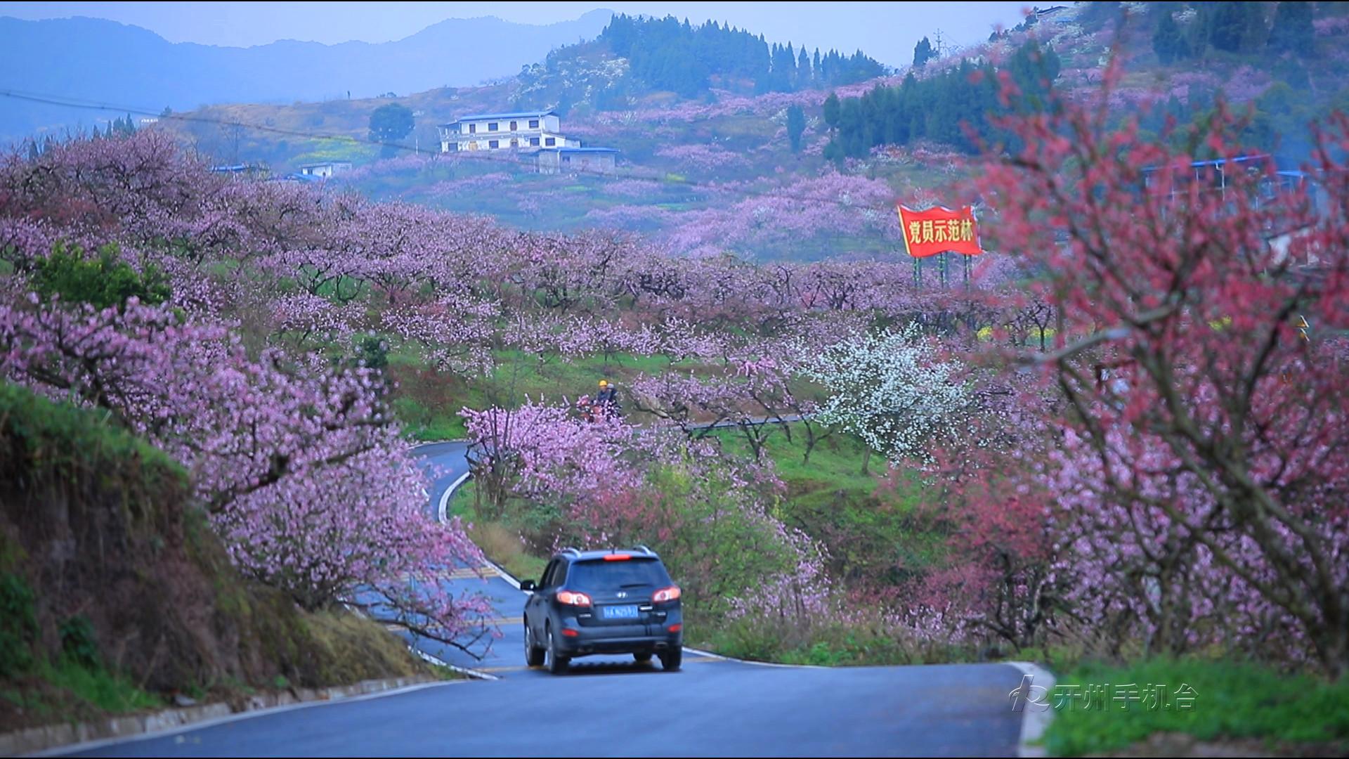 泛亚电竞官网-送你漫山遍野小红花，开州这个地方带你感受春的气息(图6)