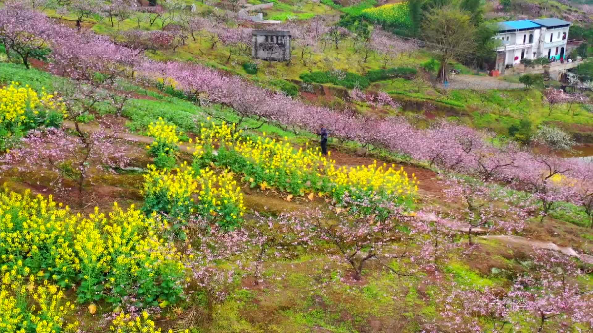 送你漫山遍野小红花，开州这个地方带你感受春的气息_半岛官方下载地址(图8)