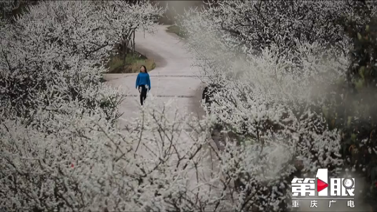 ag九游会登录j9入口|花开如雪，待开州放晴，一起去踏青吧！(图2)