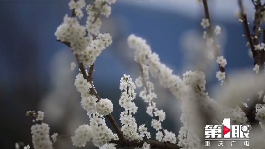 ag九游会登录j9入口|花开如雪，待开州放晴，一起去踏青吧！(图3)