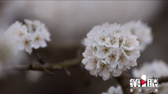 ag九游会登录j9入口|花开如雪，待开州放晴，一起去踏青吧！(图10)