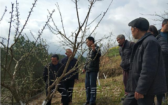 开州300亩李花绽放， 果树春管正当时_半岛官方下载地址(图4)