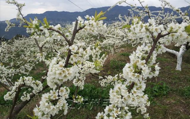 开州300亩李花绽放， 果树春管正当时_半岛官方下载地址(图6)