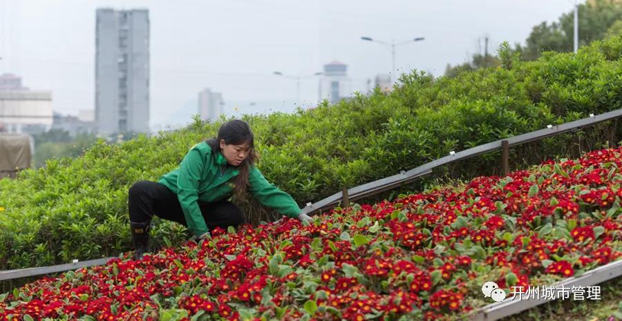 雷火电竞在线登录官网：春意正浓！暖风过境开州城，百花处处开(图7)