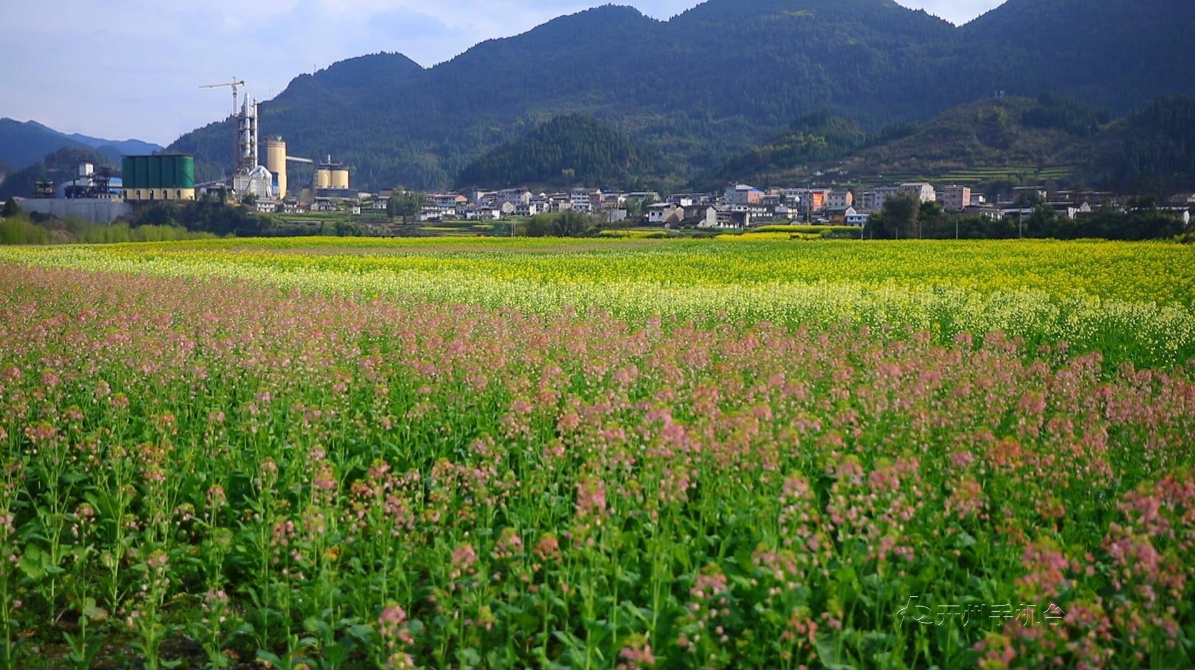 开州彩色油菜花盛开 打翻了春天的调色盘‘ag九游会官网登录’(图5)