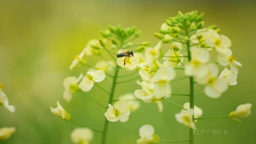 开州彩色油菜花盛开 打翻了春天的调色盘‘ag九游会官网登录’(图7)