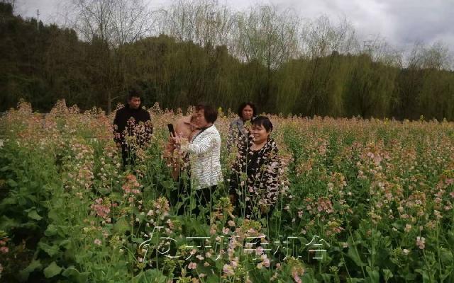 “浪漫开州花满城”春季旅游即将开启，百花任你赏【泛亚电竞】(图2)