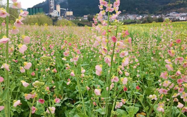 雷火电竞首页-“浪漫开州花满城”春季旅游即将开启，百花任你赏(图8)