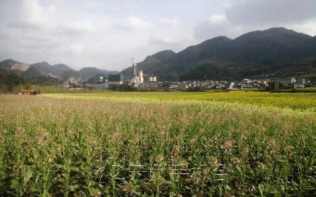 雷火电竞首页-“浪漫开州花满城”春季旅游即将开启，百花任你赏(图5)