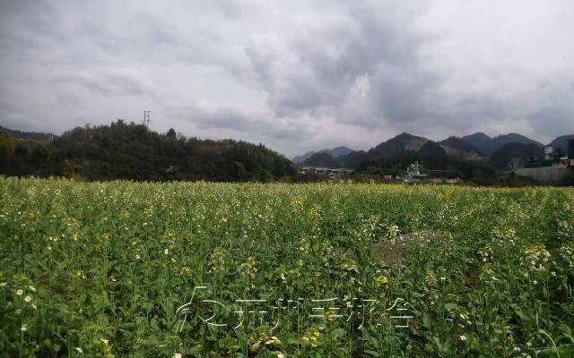 雷火电竞首页-“浪漫开州花满城”春季旅游即将开启，百花任你赏(图7)