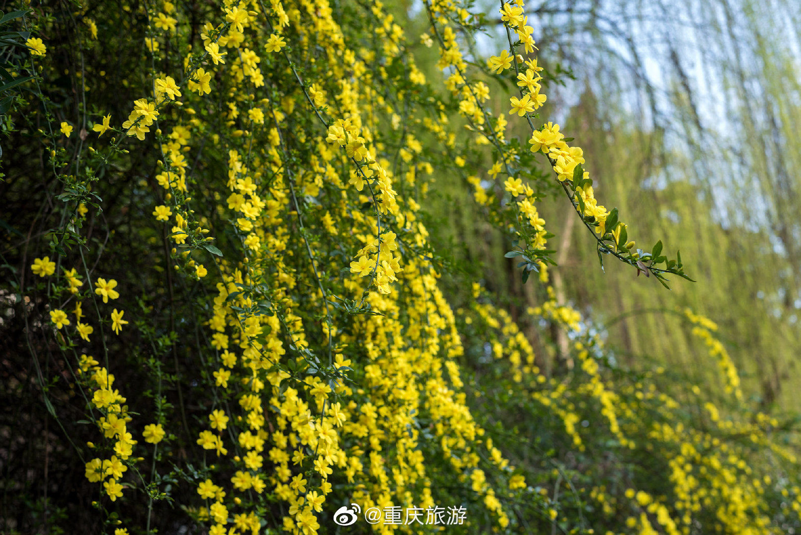 开州的桃花、梨花、李花、油菜花、柑橘花、迎春花已经陆续盛开|半岛官方下载入口(图2)