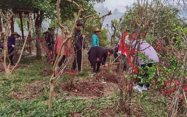 今天植树节，你种树了吗？昨天开州就有80人植树去了：九游会ag真人官网(图3)