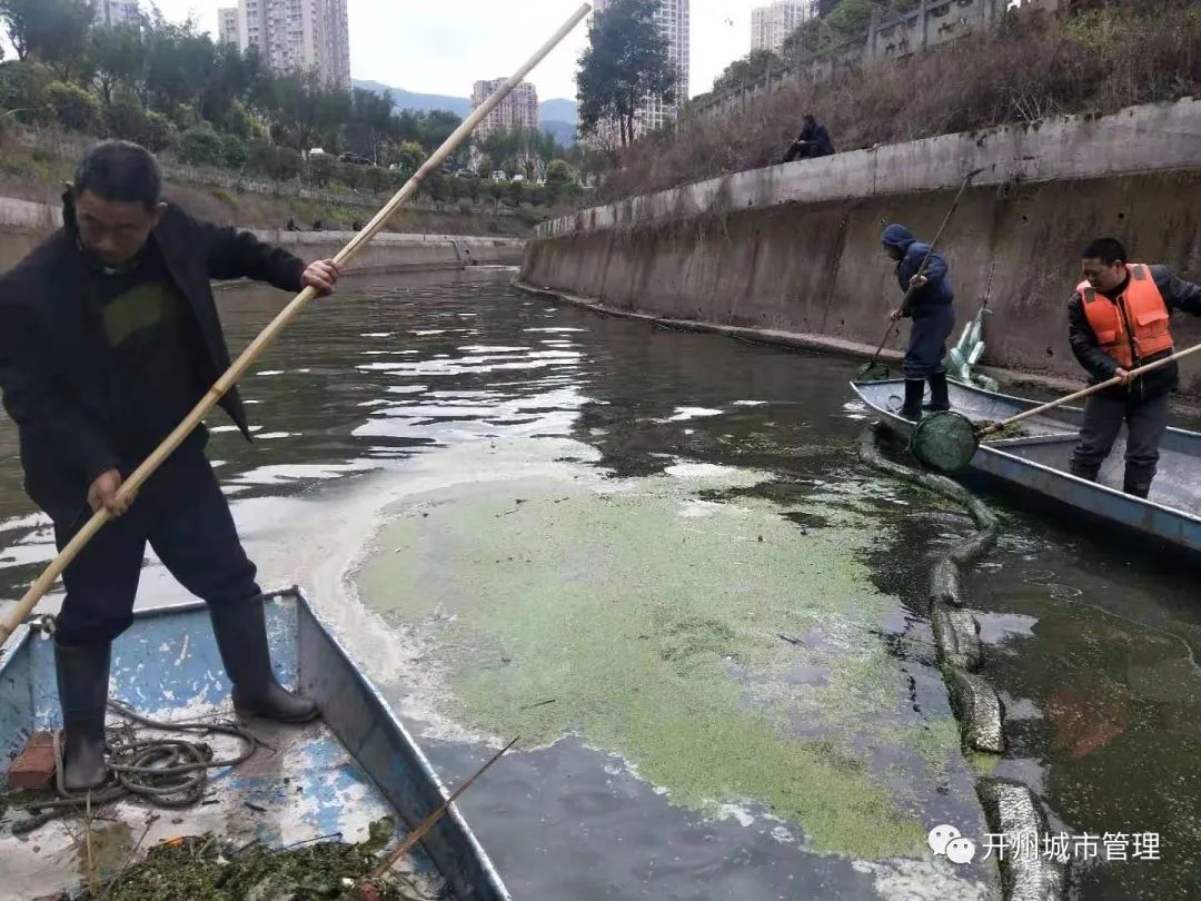 ‘bat365官网登录’开州打捞青浮萍，保护城区河道水环境(图2)