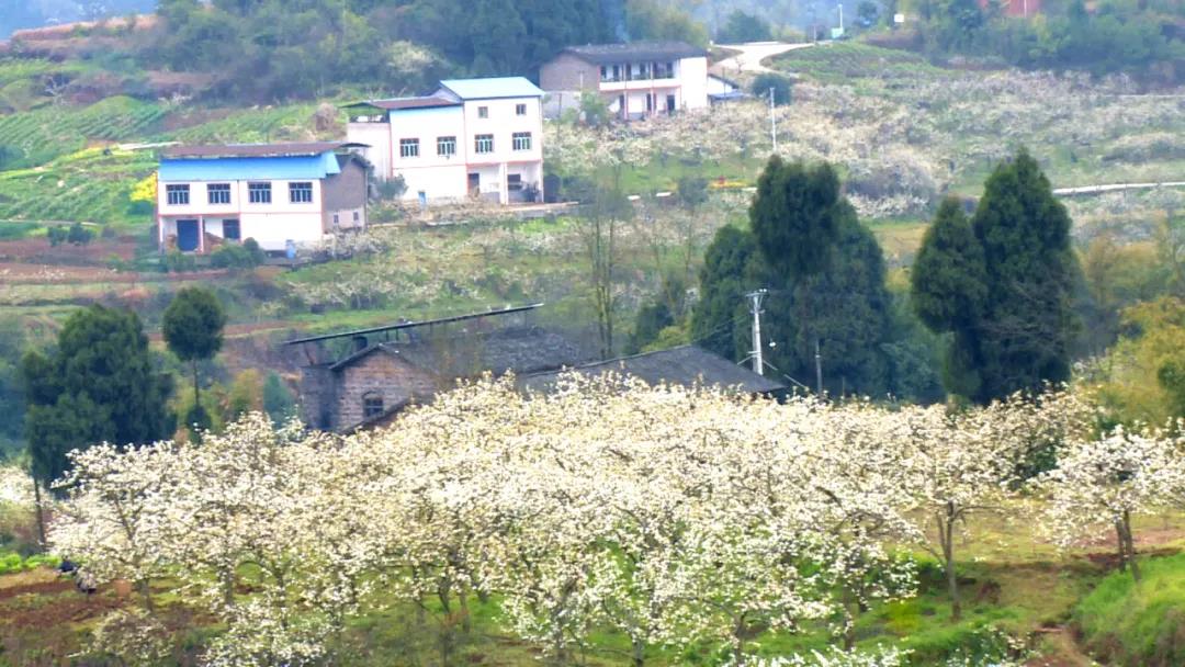 泛亚电竞官方入口_铁桥梨花开，欢迎来赏“梨海雪原”美景！(图5)