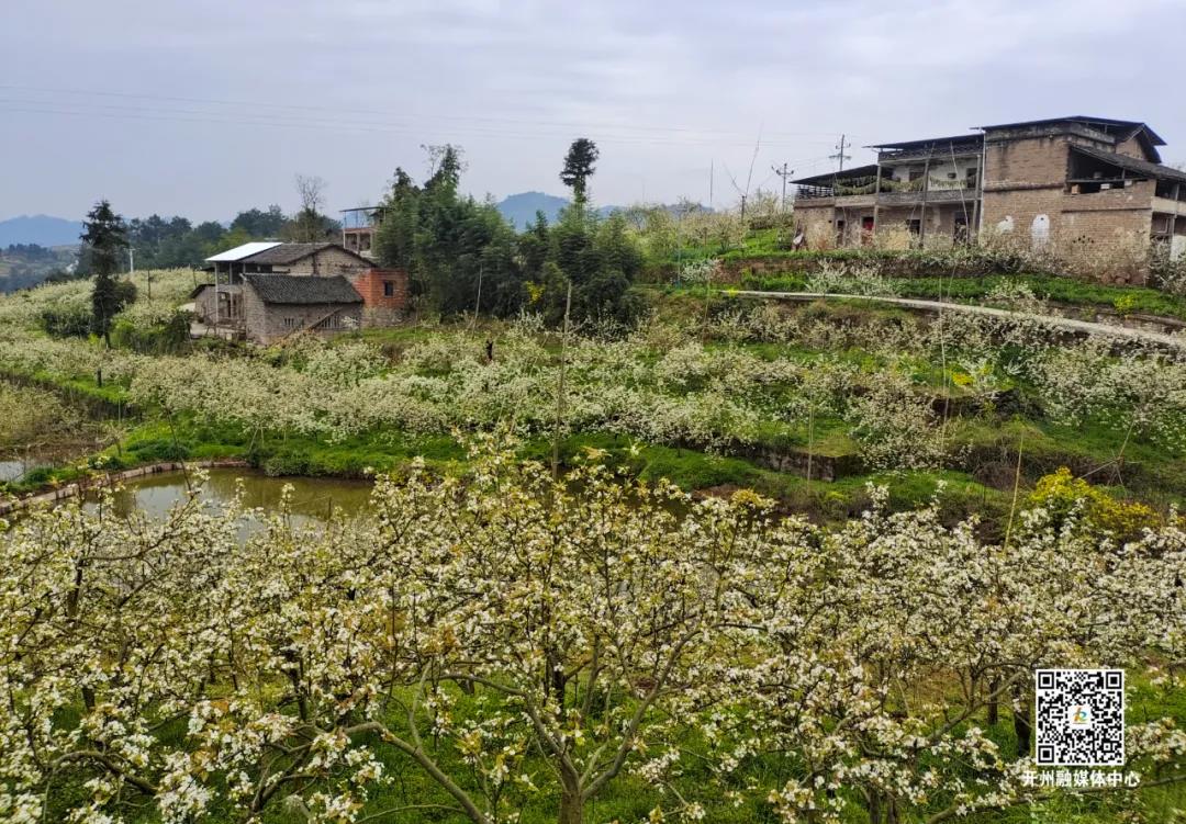 【雷火电竞在线登录官网】铁桥梨花开，欢迎来赏“梨海雪原”美景！(图3)