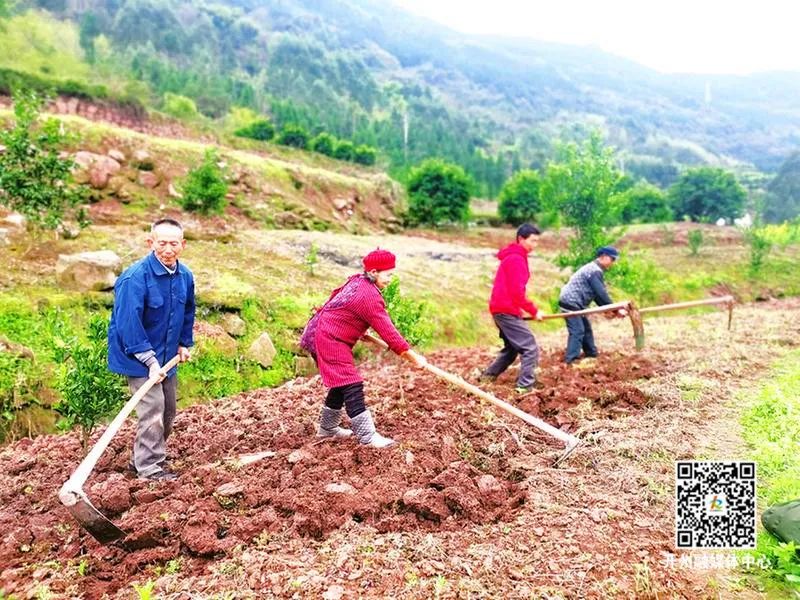 雷火电竞官方网站-春耕正当时！开州各地呈现美丽春耕画卷~种下春天的希望(图3)