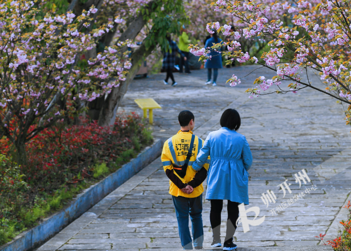 樱花绽放正是最美时期‘ag九游会’(图3)