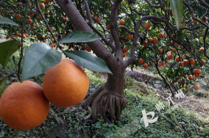 环球体育HQ官网登录入口-60年树龄的春锦橙树成“黄金树” 结果子300斤