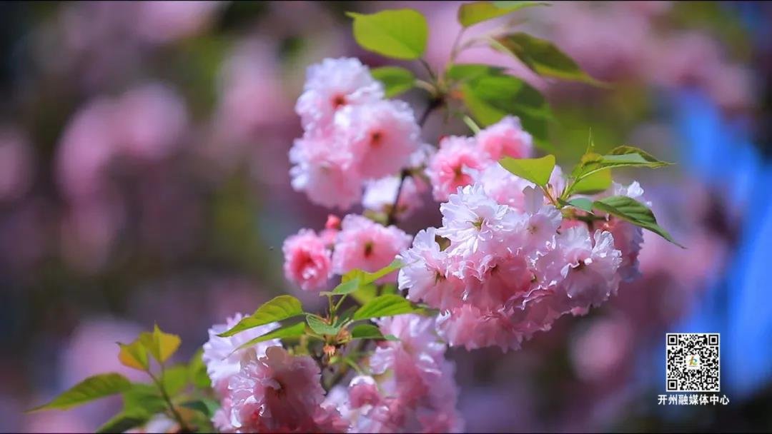 人间四月至，樱花盛开时！滨湖公园似童话仙境…|泛亚电竞(图4)