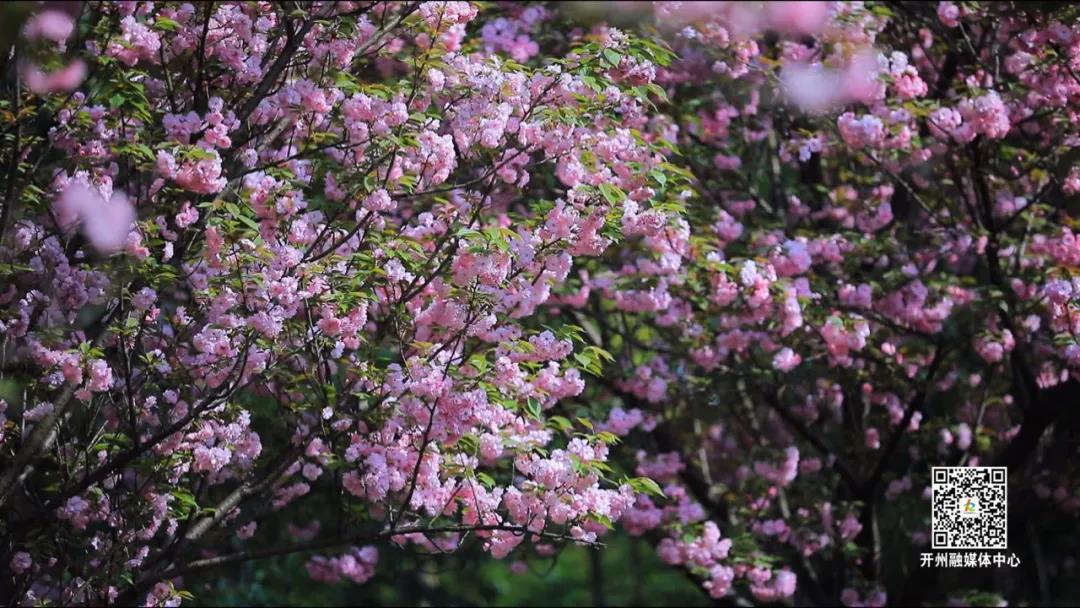 人间四月至，樱花盛开时！滨湖公园似童话仙境…|泛亚电竞(图8)