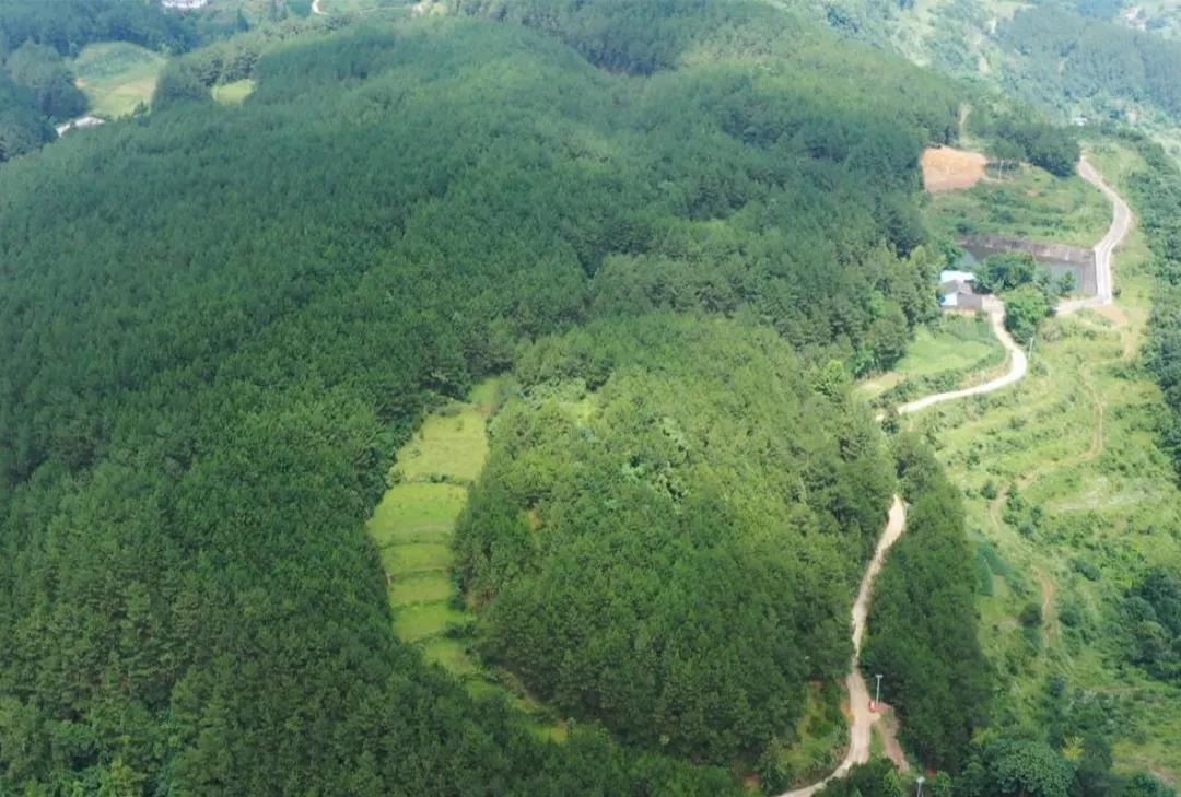 【清明趣哪儿】登高、赏花、品非遗美食！南山等你来“ag九游会官网登录”(图2)