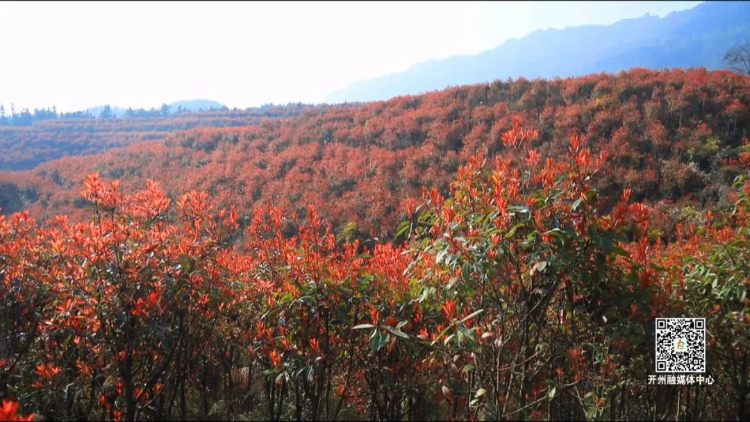 【清明趣哪儿】登高、赏花、品非遗美食！南山等你来_皇冠国际体育app(图13)