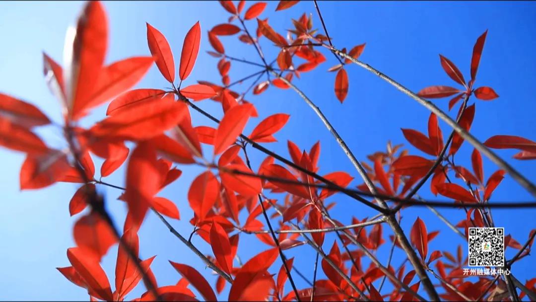 【清明趣哪儿】登高、赏花、品非遗美食！南山等你来“ag九游会官网登录”(图12)