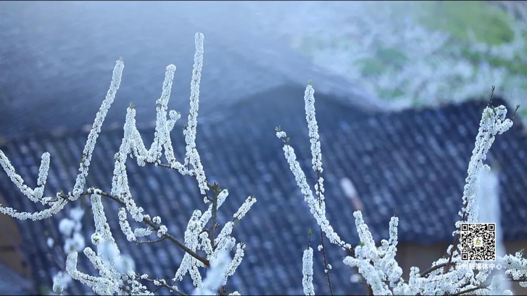 “泛亚电竞”【清明趣哪儿】登高、赏花、品非遗美食！南山等你来(图17)