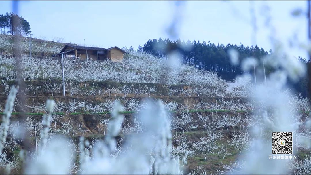 【清明趣哪儿】登高、赏花、品非遗美食！南山等你来“ag九游会官网登录”(图15)