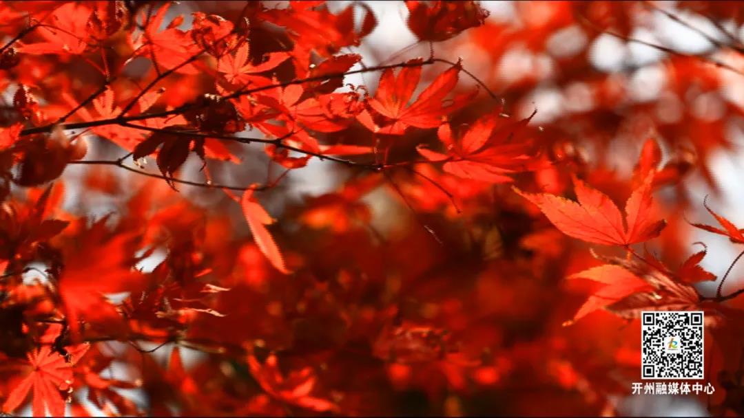 赏花赏景赏春色：漫山的红枫，你爱了吗？|