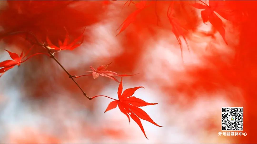 环球体育app在线登录-赏花赏景赏春色：漫山的红枫，你爱了吗？(图2)