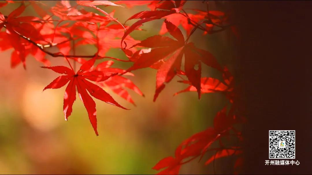 环球体育app在线登录-赏花赏景赏春色：漫山的红枫，你爱了吗？(图3)