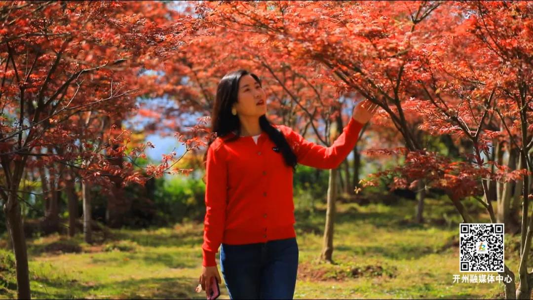环球体育app在线登录-赏花赏景赏春色：漫山的红枫，你爱了吗？(图5)