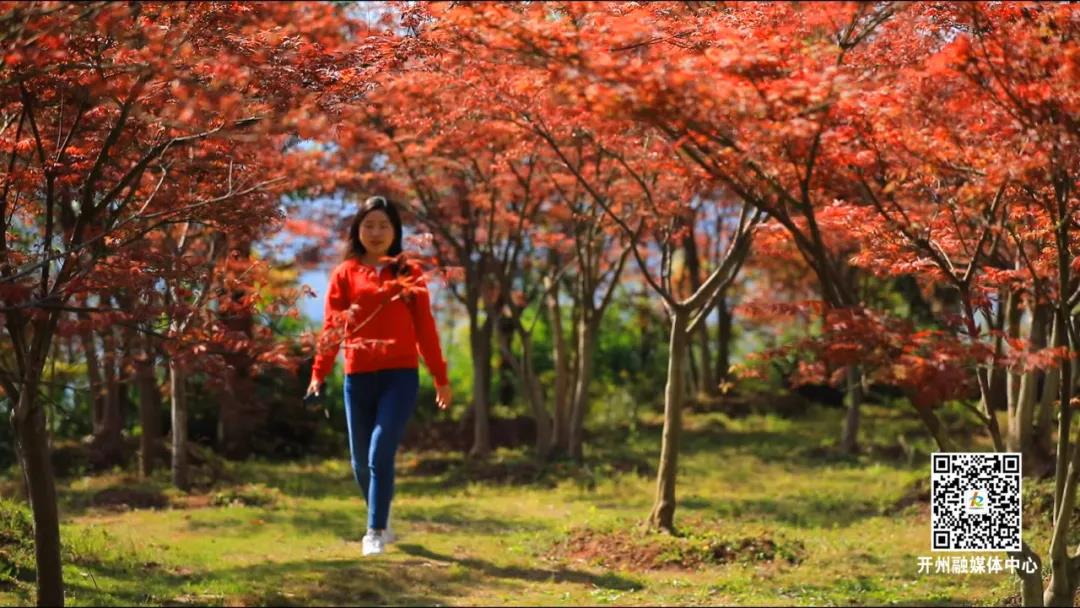 环球体育app在线登录-赏花赏景赏春色：漫山的红枫，你爱了吗？(图6)
