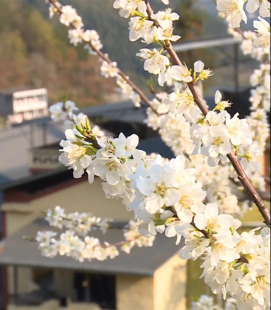 im电竞官方网站_乡镇书记镇长推介旅游丨赏漫山李花，听刘帅故事！(图3)