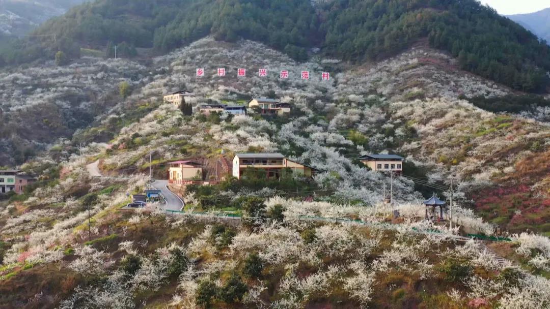 雷火电竞在线登录官网|乡镇书记镇长推介旅游丨赏漫山李花，听刘帅故事！(图12)