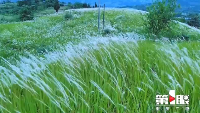 浪漫！重庆开州茅草花絮白如雪“雷火电竞在线登录官网”(图2)