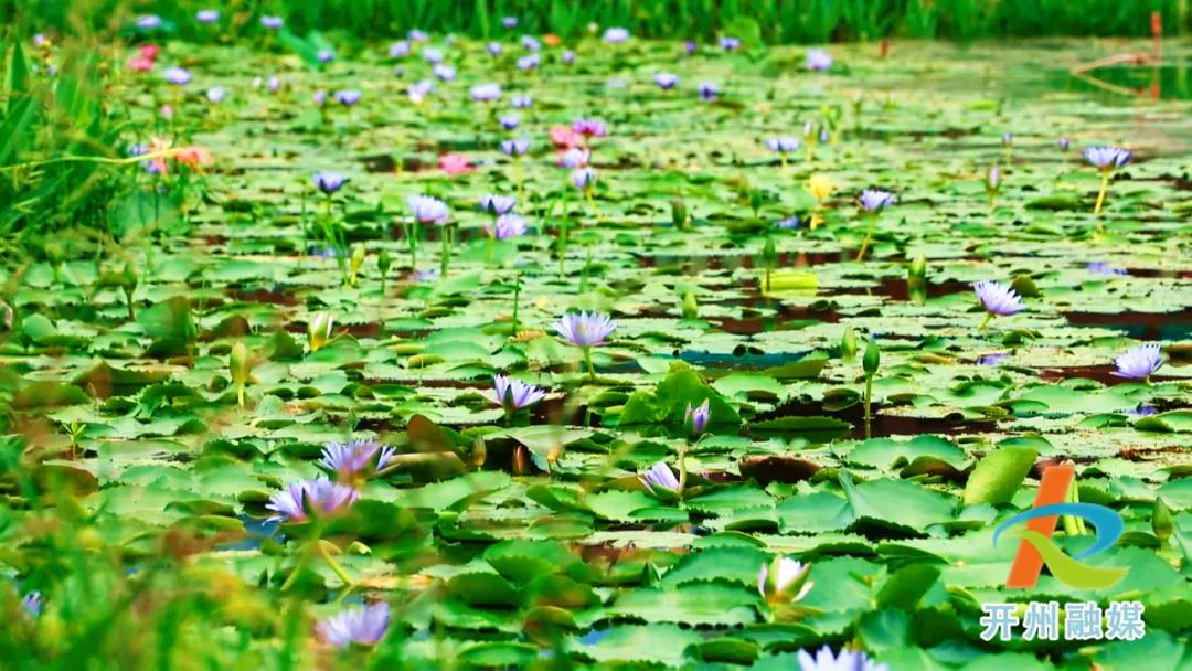 荷花池畔，农舍悠然……开州十里竹溪好一幅美妙夏日景致！|ag九游会登录j9入口(图8)