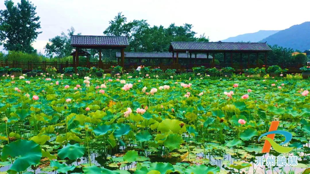 荷花池畔，农舍悠然……开州十里竹溪好一幅美妙夏日景致！_澳门银银河官方网址登录(图1)