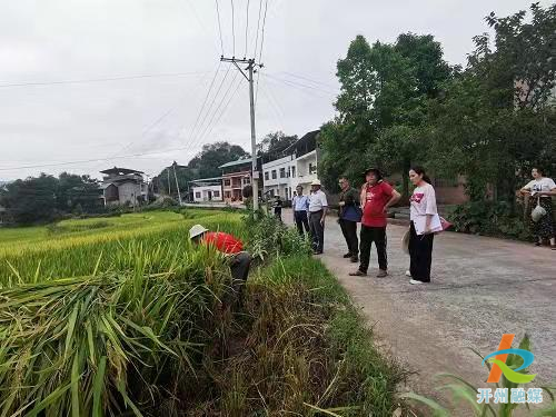 大德镇的这个村！示范田稻谷圆满完成了!|雷火电竞在线登录官网(图2)